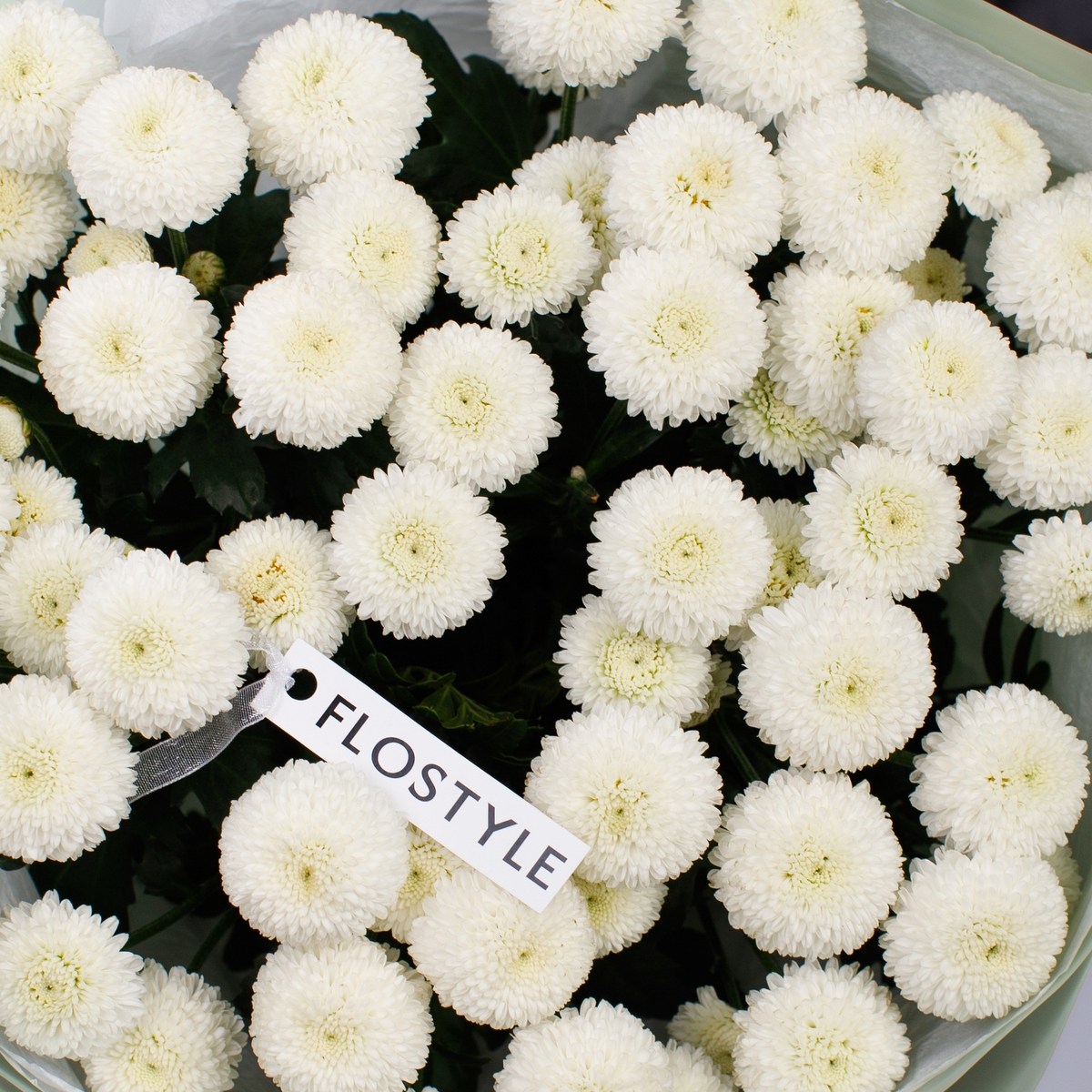 hrizantema kustovaya 6